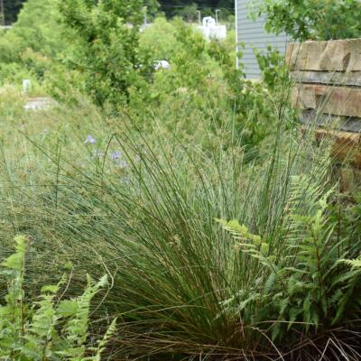 TNACI Recognized for Sustainable Landscape Achievements